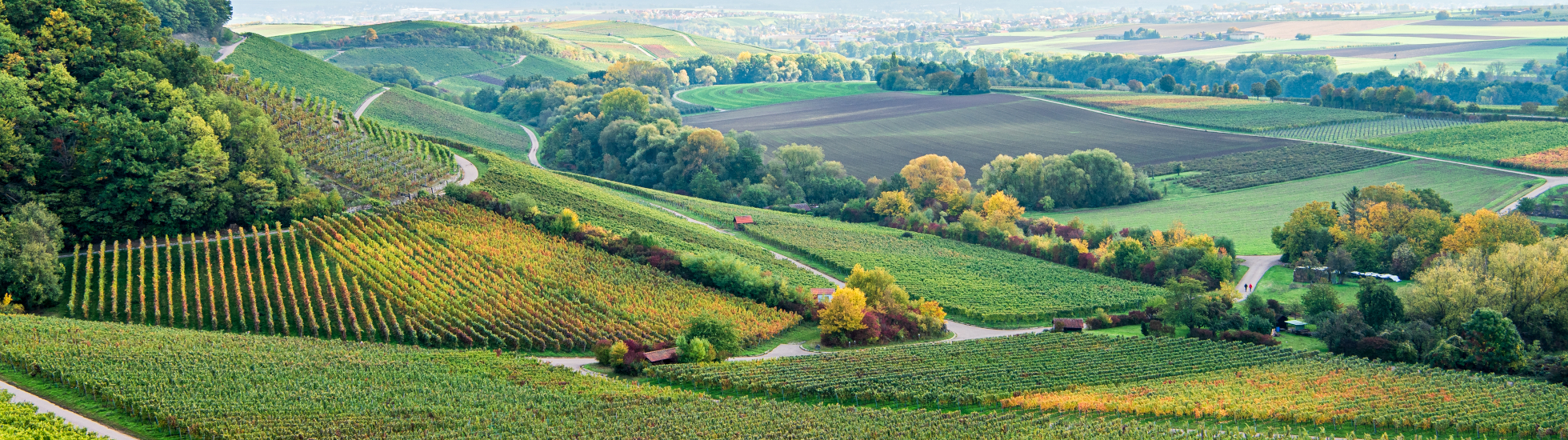 Ausblick über das Zabergäu im Naturpark Stromberg-Heuchelberg - Weinlandschaft HeilbronnerLand | Brackenheim, HeilbronnerLand, Baden-Württemberg, Deutschland