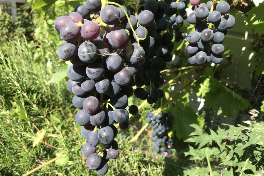 Beschreibung:Gesunde reife Traube der blauen Sorte 'Muscat bleu'. Die Sorte ist gesund und gut geeignet für den Hausgarten